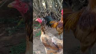 Descubra o Som dos Animais da Fazenda Galinha choca cantando Som de Peru Cantando [upl. by Krm]