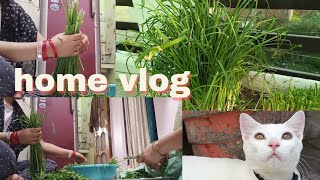 homegrown herbs brewing a calming herb new vlog showing pahadi herb and its uses and benefits [upl. by Eniamsaj871]