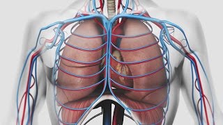 Au coeur des organes  La respiration [upl. by Ahseyt]