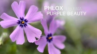 Phlox Purple Beauty at Wayside Gardens [upl. by Alleris]