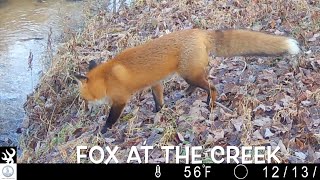 Fox at the creek Turkeys amp raccoons in the woods Deer out in cold weather [upl. by Vittorio]