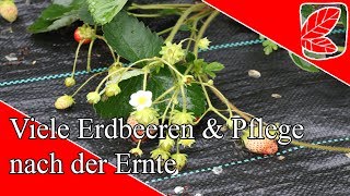 Viel Erdbeeren amp Pflege nach Ernte [upl. by Etteuqaj881]