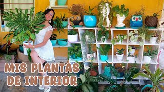 Tour por mis plantas de interior antes de tumbar la casa │ Candy Bu [upl. by Haral]