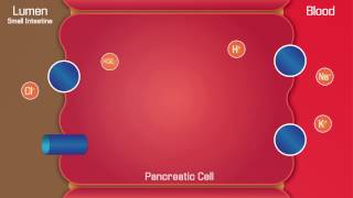 Secretion of Bicarbonate from Pancreatic Cells [upl. by Darees]