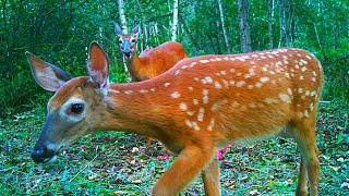 WhiteTailed Deer With Spypoint Flex [upl. by Zolly]