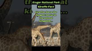 Interesting Facts  Kruger National Park  Wildlife with Rusty and Dusty [upl. by Airtap]