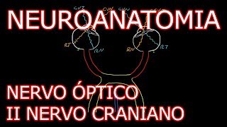 Aula Neuroanatomia  Nervo Óptico II Nervo Craniano e o Sistema Visual  Neuroanatomia 62 [upl. by Lrig318]