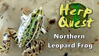 Northern Leopard Frog  Herp Quest 6 Herpetology Education [upl. by Ragnar]