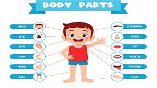 Body parts name for children  Body parts  English vocabulary for kidsKidsToonpb9tg [upl. by Enellek]