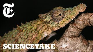 The Unmatched Speed of a Chameleon Tongue  ScienceTake [upl. by Oicnaneb479]