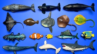 16 Marine Animals Ocean Sunfish Mola Megalodon Beluga Clownfish Blue Whale Orca etc MN021 [upl. by Bert]