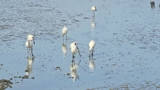 Shorebirds at Ambury Regional Park birds animals wildlife [upl. by Analise]