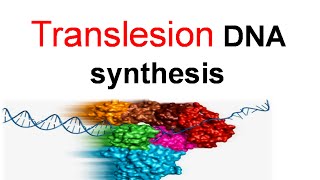 Translesion DNA synthesis [upl. by Dimmick221]