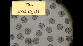 The Cell Cycle  Concepts of Biology Chapter 62 English Reading Only [upl. by Ansell]