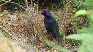 Satin Bowerbird Ptilonorhynchus violaceus ♂ at his bower 4 [upl. by Jamima124]