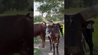 Silent Excursions ANKOLEWATUSI Safari [upl. by Aicekan]