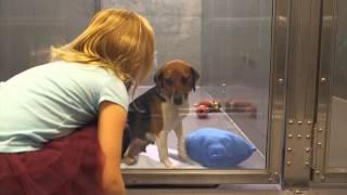 Shelter Dog Suzie Gets Adopted  MD SPCA VERSION [upl. by Layod]