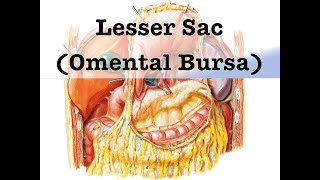 Lesser Sac Omental Bursa [upl. by Rola275]