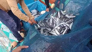 Begini Proses Nelayan Aceh Penangkapan Ikan Tongkol Dengan Jaring Pukat Tradisional [upl. by Ayekin124]