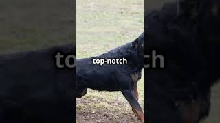 Pitbull VS Rottweiler Comparision  Animal Vs facts animalshowdown bobcat [upl. by Meakem]