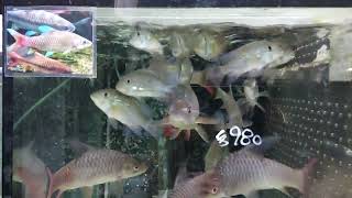 Geophagus brasiliensis 89cm 綠彩 [upl. by Antin780]