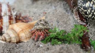 Coenobita Rugosus Hermit Crab In Tank [upl. by Konrad294]