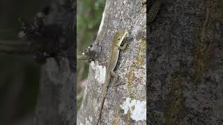 Anolis cristatellus Lake Wylie Hydroelectric DamCatawba River South Carolina [upl. by Harvie]