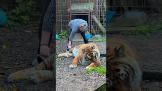 Yellow brush for Atilla the tiger  lion tiger whitetiger bigcat Link in Bio [upl. by Ruhnke402]