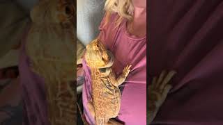 Let’s talk about head bobbing beardeddragon reptiles reptileowner petshorts lizard exoticpets [upl. by Enialed]