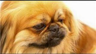 Dog Grooming  How to Groom a Pekingese [upl. by Isaacs]