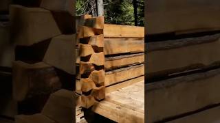 Assembling the dovetail cabin walls Ten shorts ten days  full cabin build dovetail logcabin [upl. by Eerdna124]