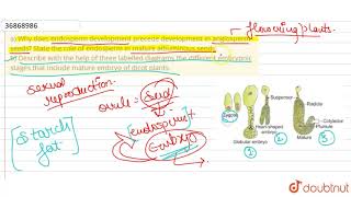 a Why does endosperm development precede development in angiosperm seeds State the role of [upl. by Ecilef311]