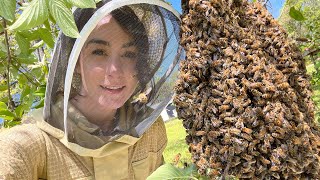 Tips on Catching amp KEEPING a Swarm of Honey Bees [upl. by Zsazsa]