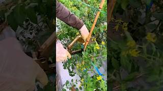 Tomato Growing Technology” satisfying agriculture [upl. by Birkner]