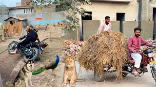 Animals Rkhe Hain To Kam To Krne Pren Gy😍 [upl. by Mccullough148]