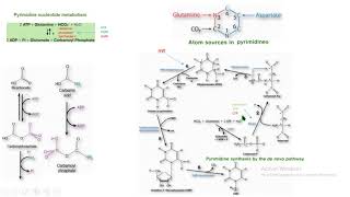 síntesis de novo pirimidinas bioquímica biochemistry [upl. by Triplett]