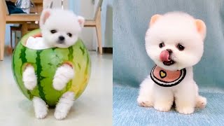 Cute and Funny Pomeranian Videos 46 Shorts [upl. by Leafar977]