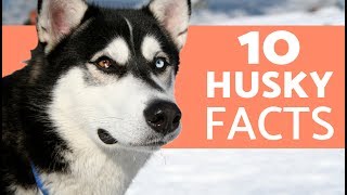 10 Things You Didn’t Know About the Siberian Husky [upl. by Donatelli160]