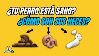 Conocer estado de Salud de tu Perro a Través de sus Heces [upl. by Nolek]