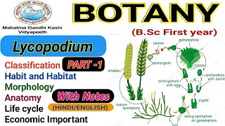 LycopodiumMorphologyAnatomylife cycle of Lycopodium  PART1 [upl. by Ahsiloc]