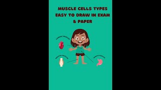 Muscle Cells TypesEasy to draw in exam and paper [upl. by Ettelocin]