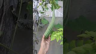 Organic beerakaya chettu plants vegetables shorts ytshorts [upl. by Euqinim]