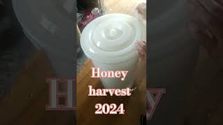 More Honey homestead homegrown harvest harvesting bees honey bee family free yummy good [upl. by Nawyt]