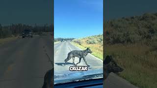 ¡Increíble Un Lobo Educadamente Espera Su Turno para Cruzar la Carretera 🐺🚗 shorts [upl. by Hoseia907]