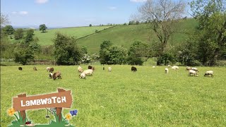 LambWatch  Live Sheep and Lambs WebCam in Yorkshire United Kingdom Nature WebCam  03092024 [upl. by Giefer]