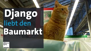 Django  der BaumarktKater aus Starnberg  BR24 [upl. by Arev]