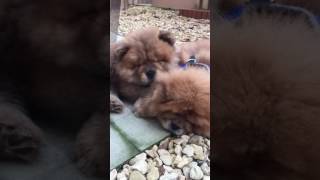 Sleeping chows chows snoring [upl. by Marlen736]