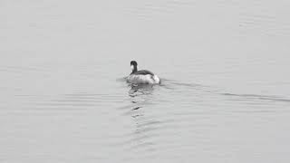 Black necked Grebes  Staines Res [upl. by Rhodie]