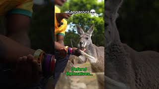 Ishowspeed meets a kangaroo in Australia [upl. by Nilecoj]