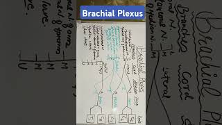 Brachial Plexus [upl. by Alva]